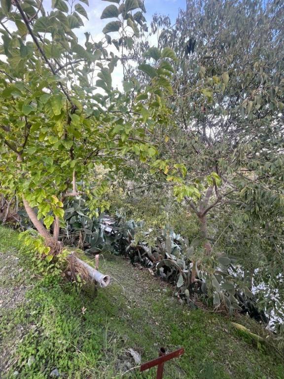 terreno agricolo in vendita a Furci Siculo in zona Grotte
