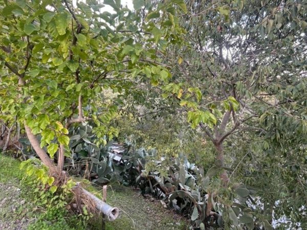 terreno agricolo in vendita a Furci Siculo in zona Grotte