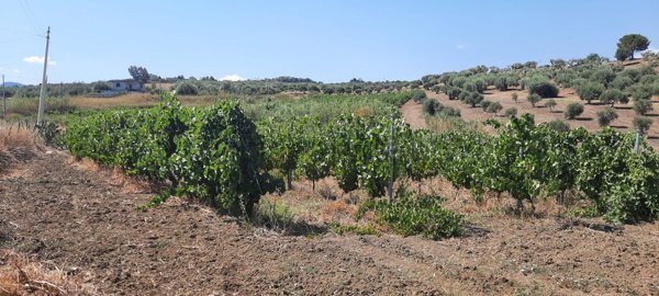 terreno agricolo in vendita a Furnari
