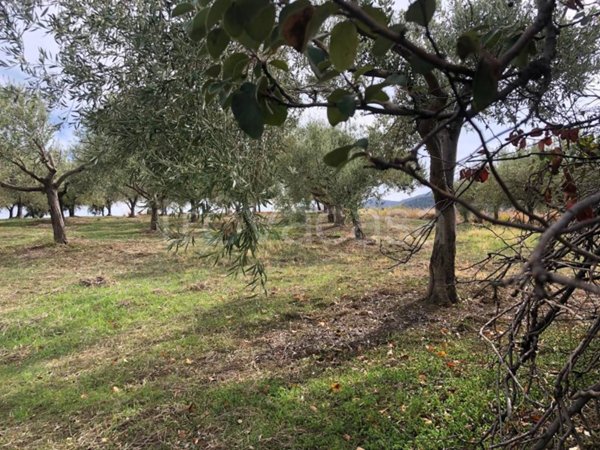 terreno agricolo in vendita a Furnari
