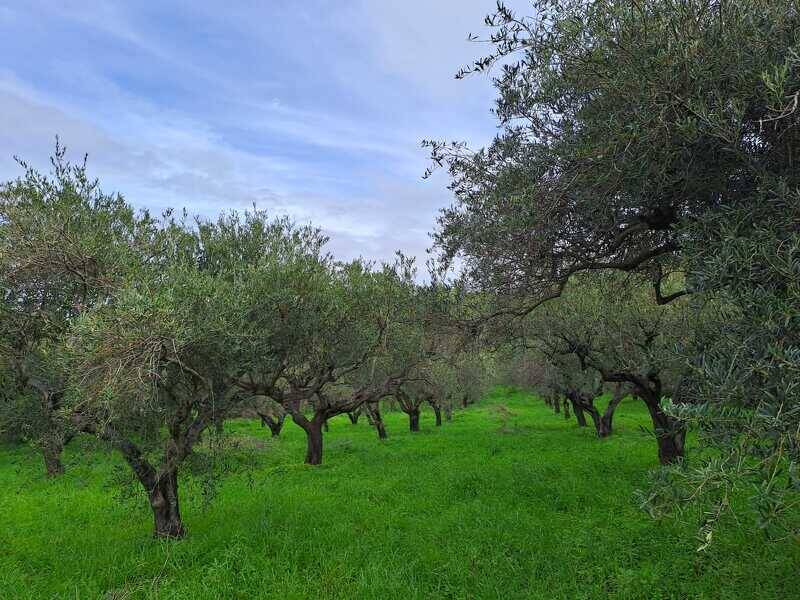 terreno agricolo in vendita a Furnari