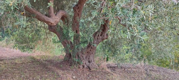 terreno agricolo in vendita a Gioiosa Marea in zona San Filippo