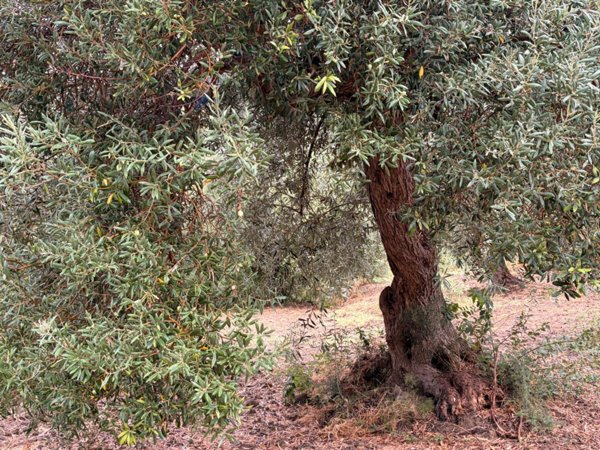 terreno in vendita a Graniti