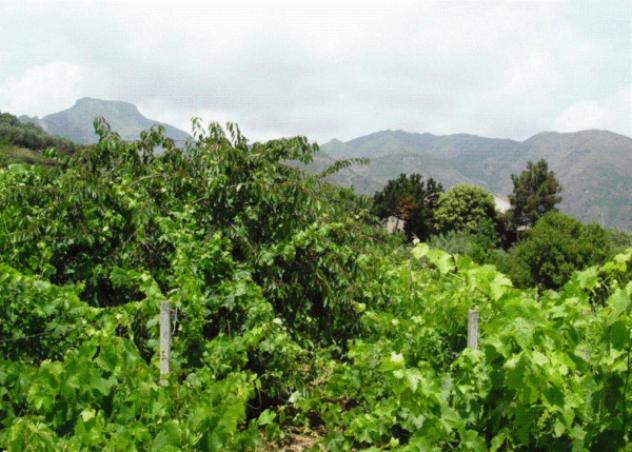 terreno agricolo in vendita ad Itala