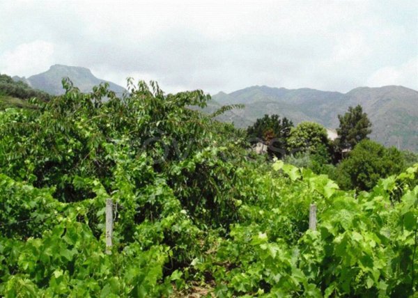 terreno agricolo in vendita ad Itala