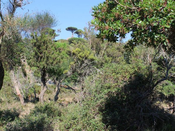 terreno agricolo in vendita a Messina in zona Larderia