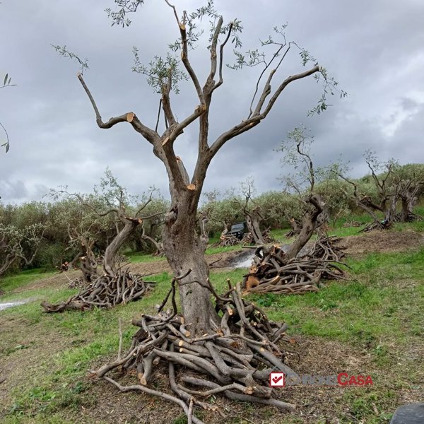 terreno agricolo in vendita a Messina