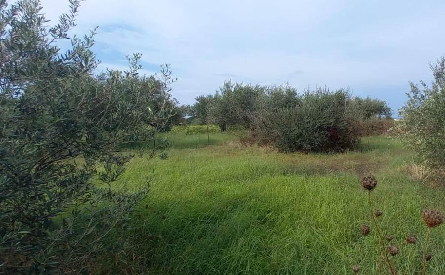 terreno agricolo in vendita a Messina in zona Spartà