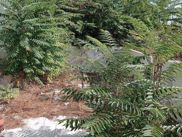 appartamento in vendita a Messina in zona Gazzi