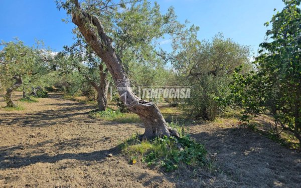 terreno agricolo in vendita a Messina in zona Ganzirri