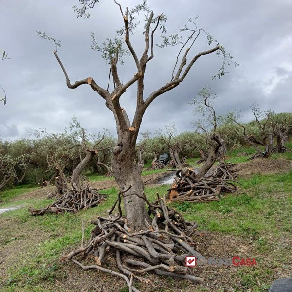 terreno agricolo in vendita a Messina in zona Mortelle