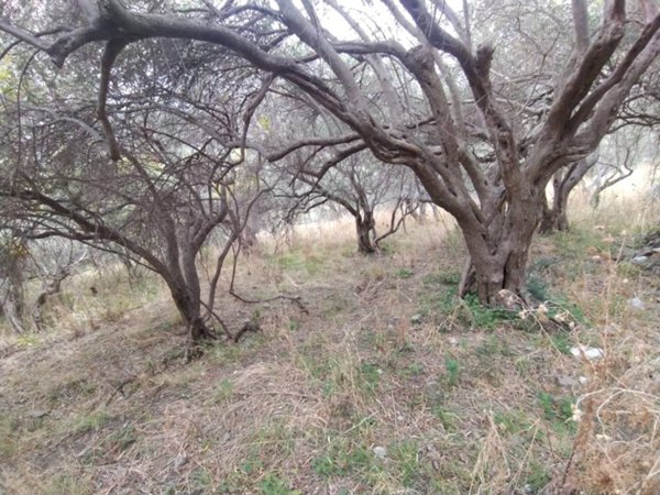 terreno agricolo in vendita a Messina in zona Tremestieri