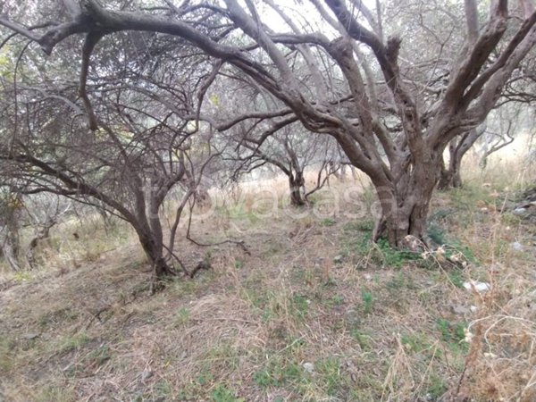 terreno agricolo in vendita a Messina in zona Larderia