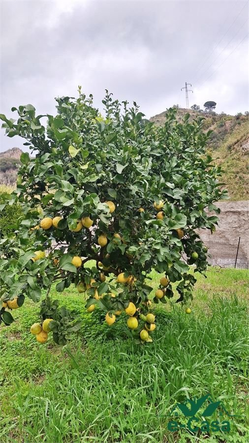 terreno agricolo in vendita a Messina in zona Ponte Schiavo