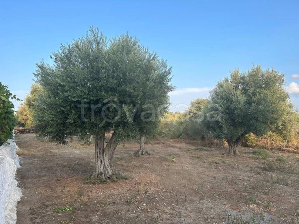 terreno agricolo in vendita a Milazzo