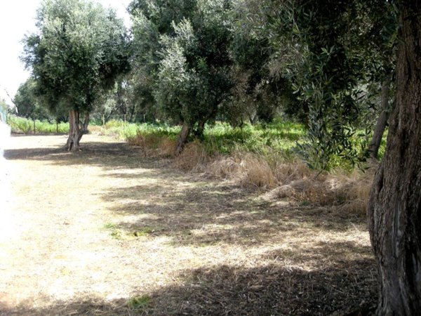 terreno agricolo in vendita a Milazzo in zona Capo Milazzo