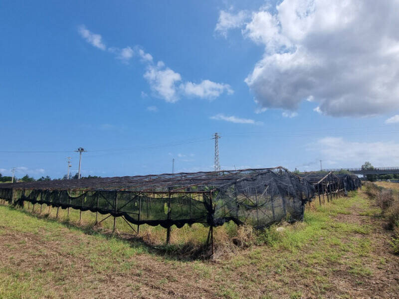 terreno agricolo in vendita a Milazzo