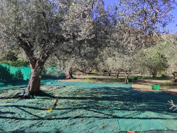 terreno agricolo in vendita a Motta Camastra in zona Fondaco Motta