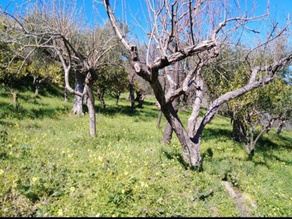 terreno agricolo in vendita a Naso