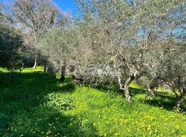 terreno agricolo in vendita a Naso