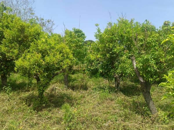 terreno agricolo in vendita a Pace del Mela