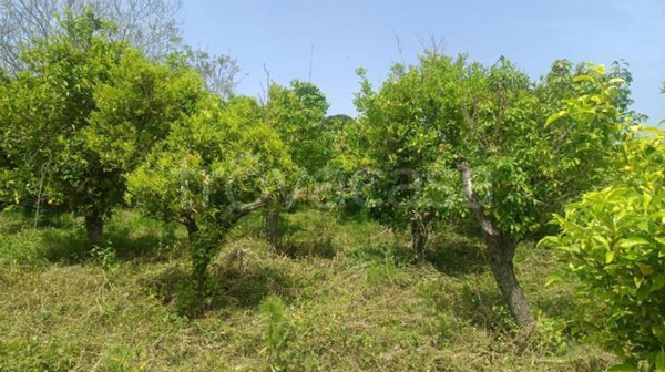 terreno agricolo in vendita a Pace del Mela