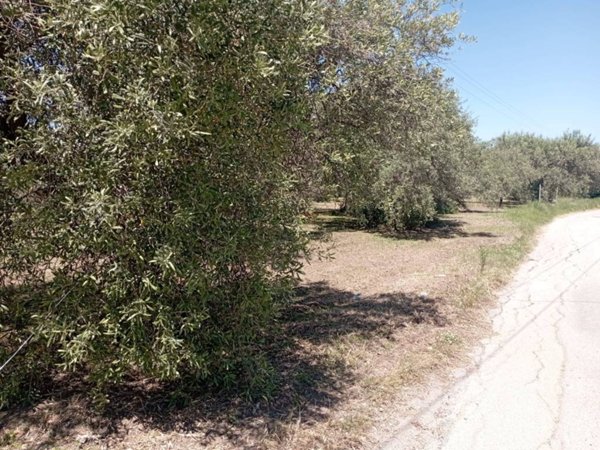 terreno agricolo in vendita a Pace del Mela