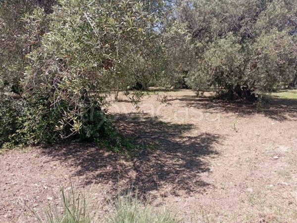 terreno agricolo in vendita a Pace del Mela