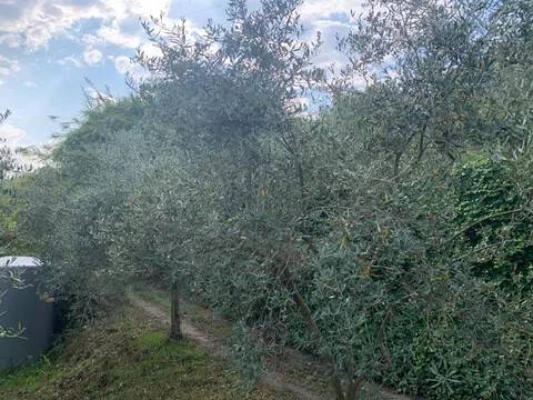 terreno agricolo in vendita a Roccavaldina
