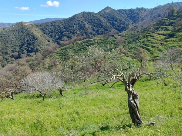terreno agricolo in vendita a Roccavaldina