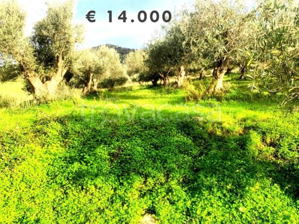 terreno agricolo in vendita a Rodì Milici