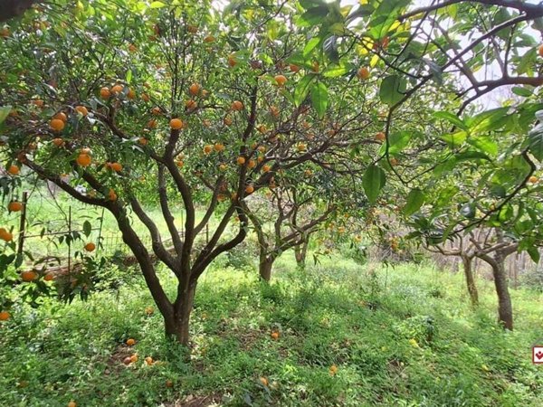 terreno agricolo in vendita a Rometta