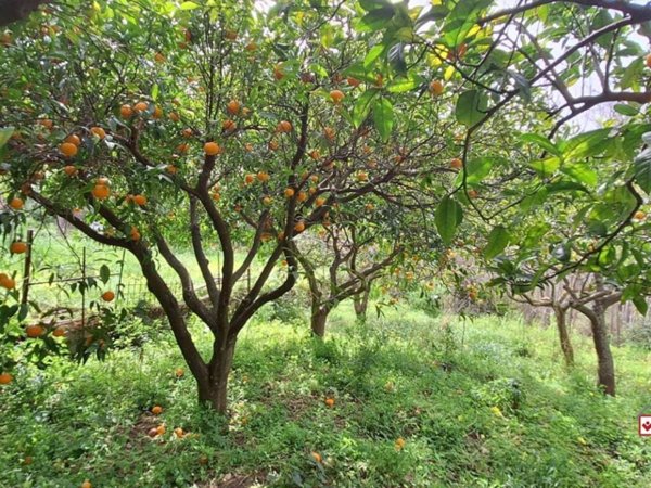 terreno agricolo in vendita a Rometta