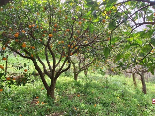 terreno agricolo in vendita a Rometta in zona Gimello