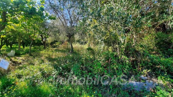 terreno agricolo in vendita a San Pier Niceto