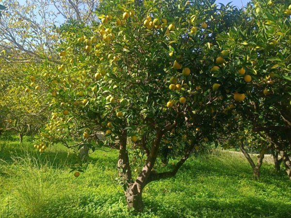 terreno agricolo in vendita a San Pier Niceto