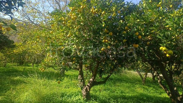 terreno agricolo in vendita a San Pier Niceto
