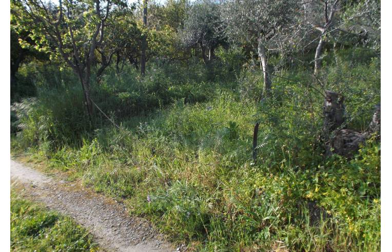 terreno agricolo in vendita a San Pier Niceto