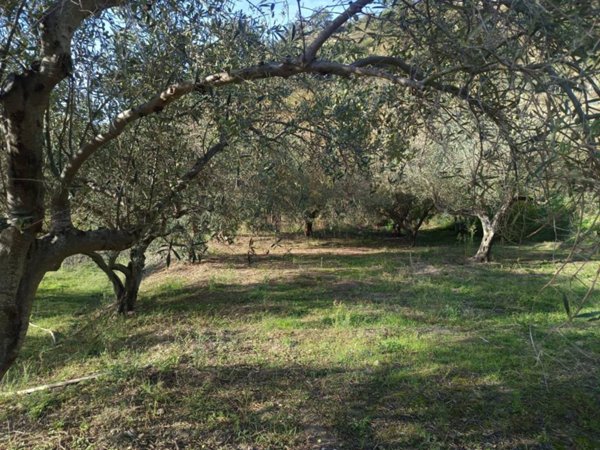 terreno agricolo in vendita a San Pier Niceto