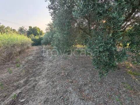 azienda agricola in vendita a San Pier Niceto