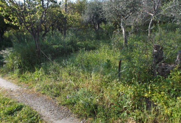 terreno agricolo in vendita a San Pier Niceto