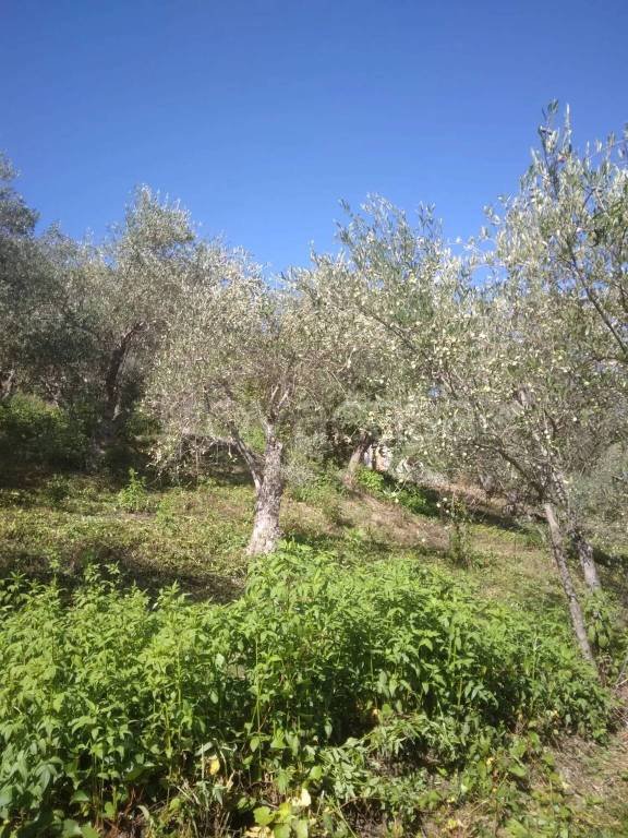 terreno agricolo in vendita a San Salvatore di Fitalia