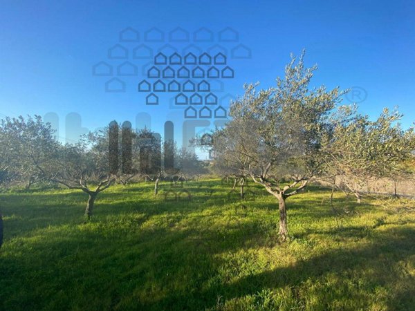 esavano in vendita a Santa Lucia del Mela