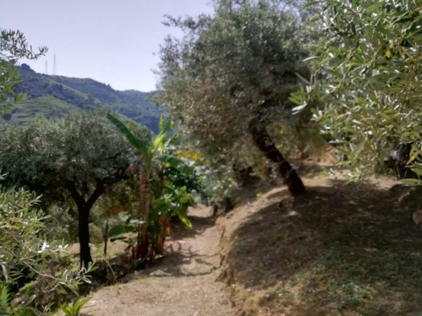 terreno agricolo in vendita a Santa Lucia del Mela in zona Femminamorta
