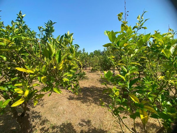 terreno agricolo in vendita a Saponara