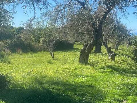 terreno agricolo in vendita a Saponara
