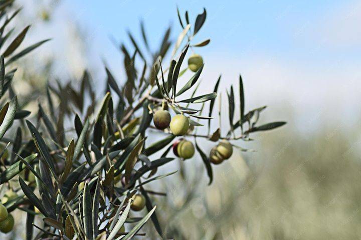terreno agricolo in vendita a Sinagra
