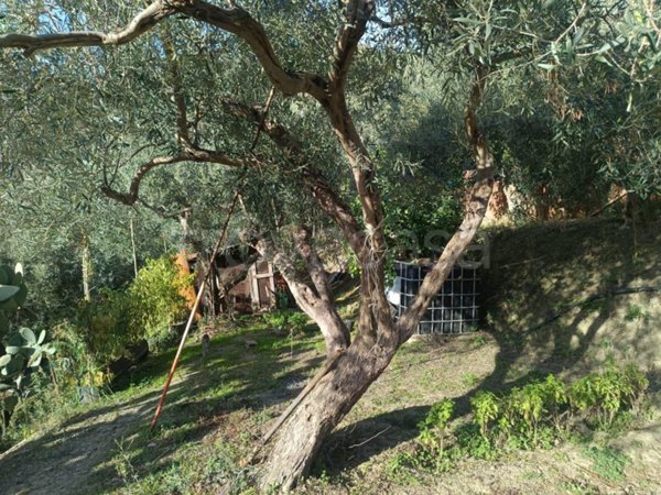 terreno agricolo in vendita a Spadafora in zona Grangiara