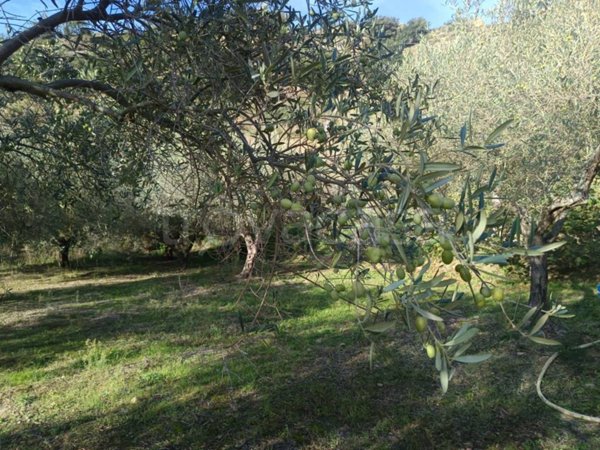 terreno agricolo in vendita a Spadafora in zona Grangiara
