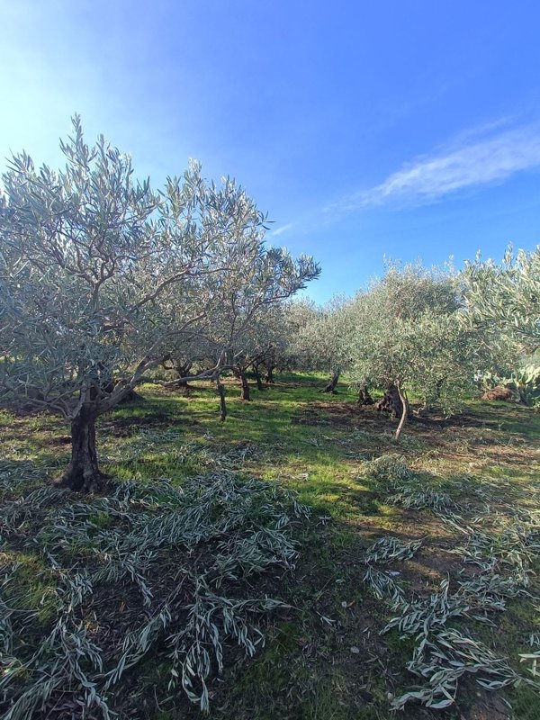 terreno agricolo in vendita a Spadafora